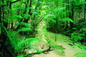 Rainforest-Wanggoolba-Creek-Central-Station-K'gari-Fraser-Island-Australia-image
