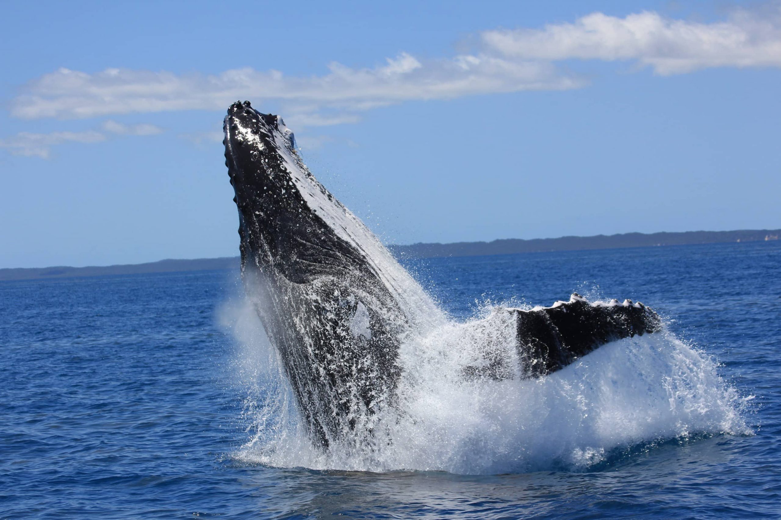Hervey-Bay-Whale-Watch-Australia-image