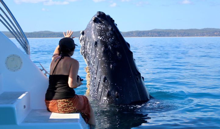 Whale-Watch-Sailing-Cruise-Blue-Dolphin-Hervey-Bay-Australia-image