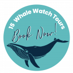 15-Hervey-Bay-Whale-Watch-Tours-Fraser-Coast-Australia-image