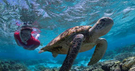 Lady-Elliot-Island-Snorkel-Turtle-Great-Barrier-Reef-Australia-image