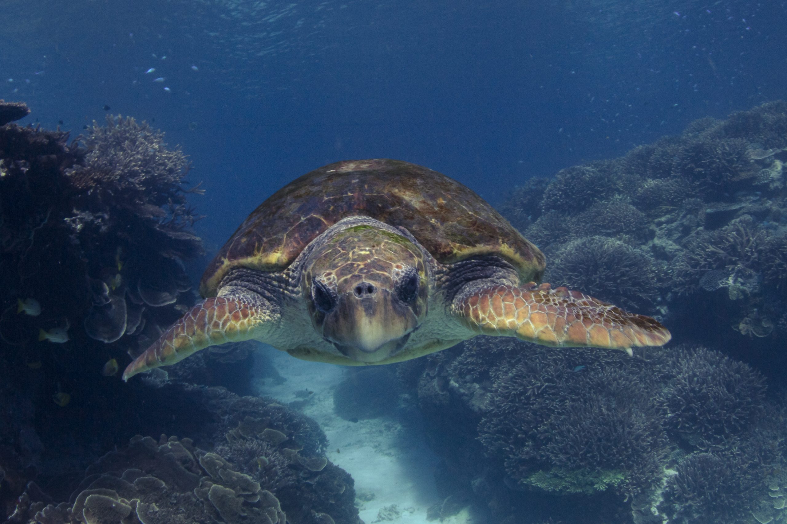 Turtle-Lady-Elliot-Island-Great-Barrier-Reef-Australia-image