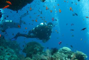 Noosa-jew-shoal-scuba-dive-Australia-image