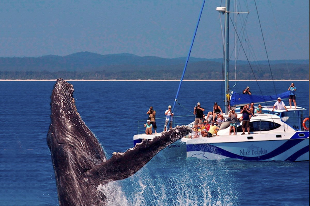 Blue-Dolphin-Whale-Watch-Hervey-Bay-Australia-image
