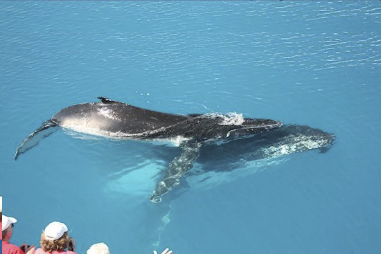 Tasman-Venture-Whale-Watch-Hervey-Bay-Australia-image