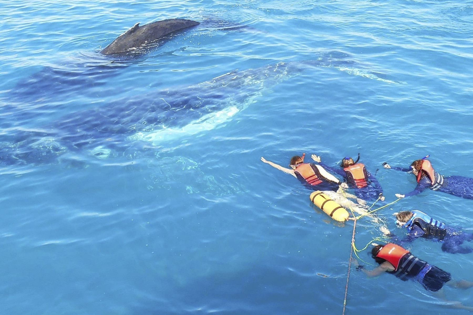 Swim-with-Humpback-Whales-Hervey-Bay-Australia-image