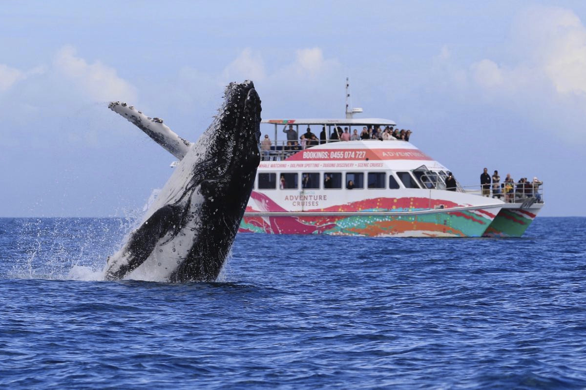Boat-Club-Hervey-Bay-Whale-Watch-Australia-image