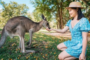 Australia-Zoo-Kangaroo-image