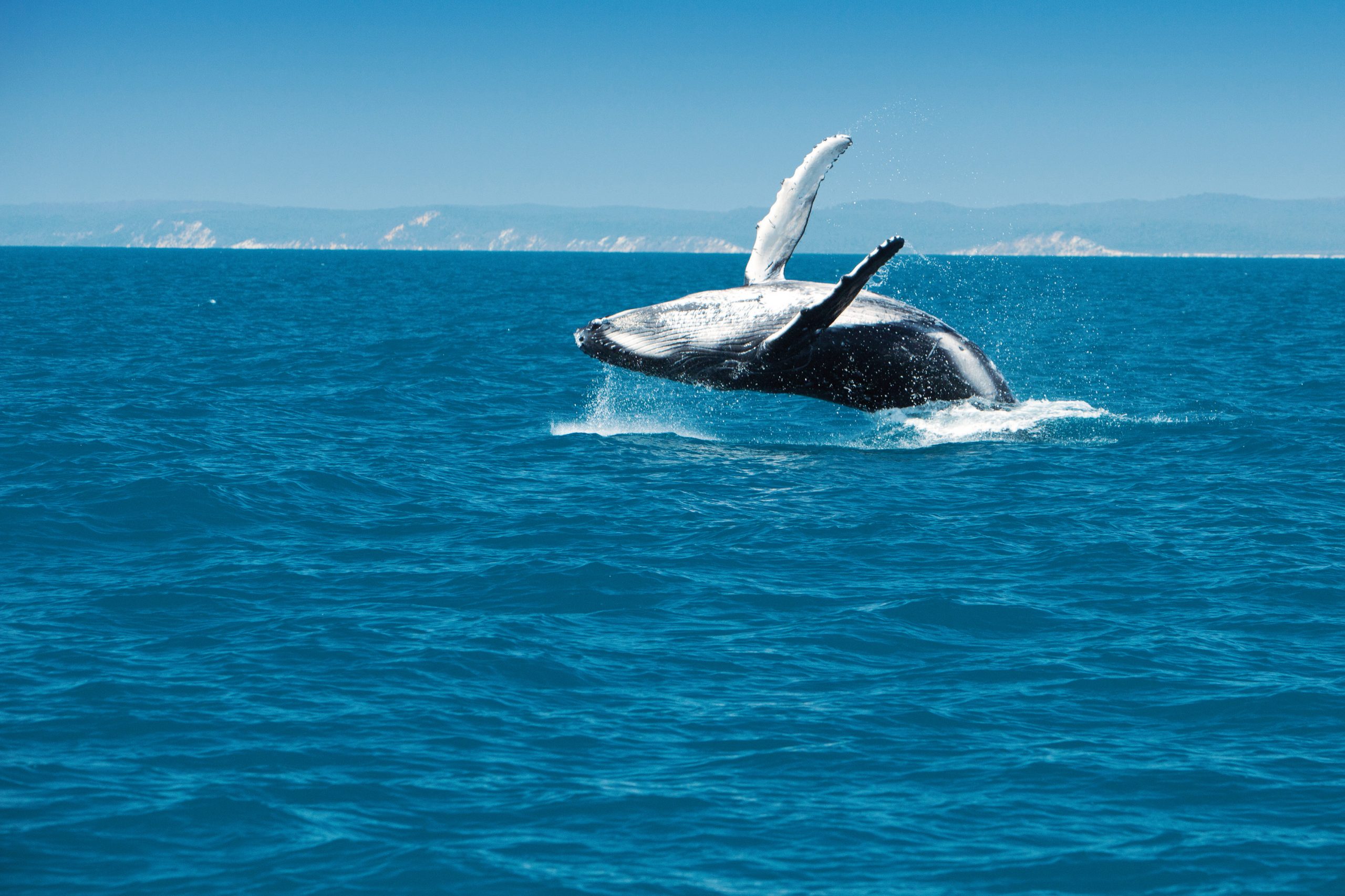 Whale-Breach-Hervey-Bay-Australia-image