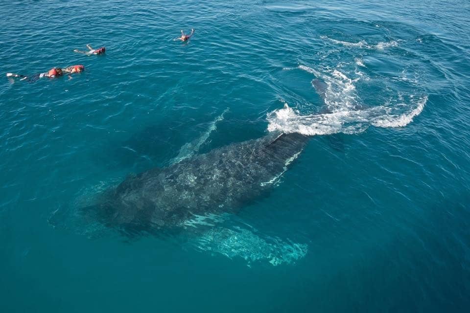 Hervey-Bay-Swim-with-Whales-Australia-image
