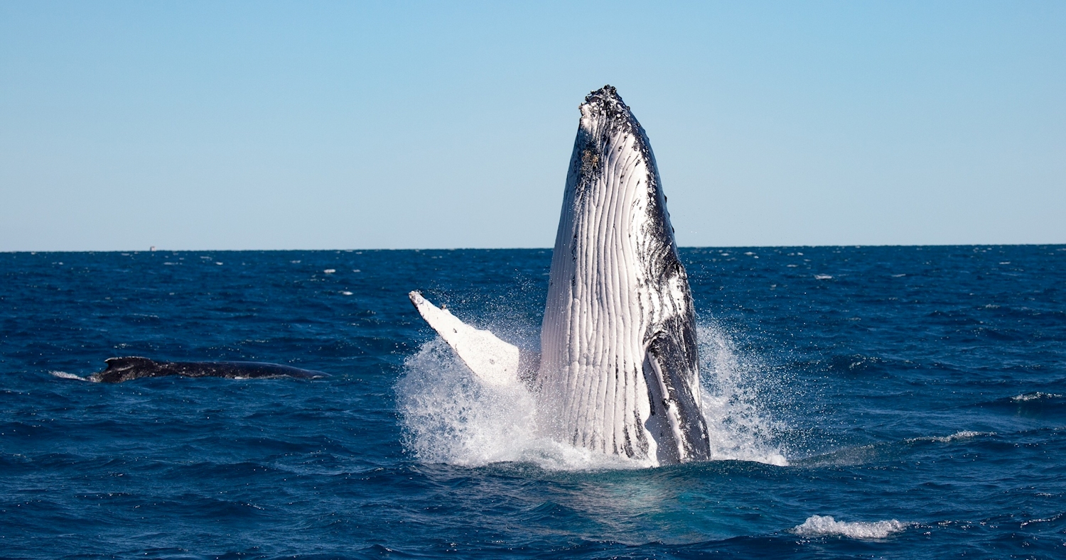 Pacific-Whale-Foundation-Ocean-Defender-Whale-Watch-Hervey-Bay-Australia-image