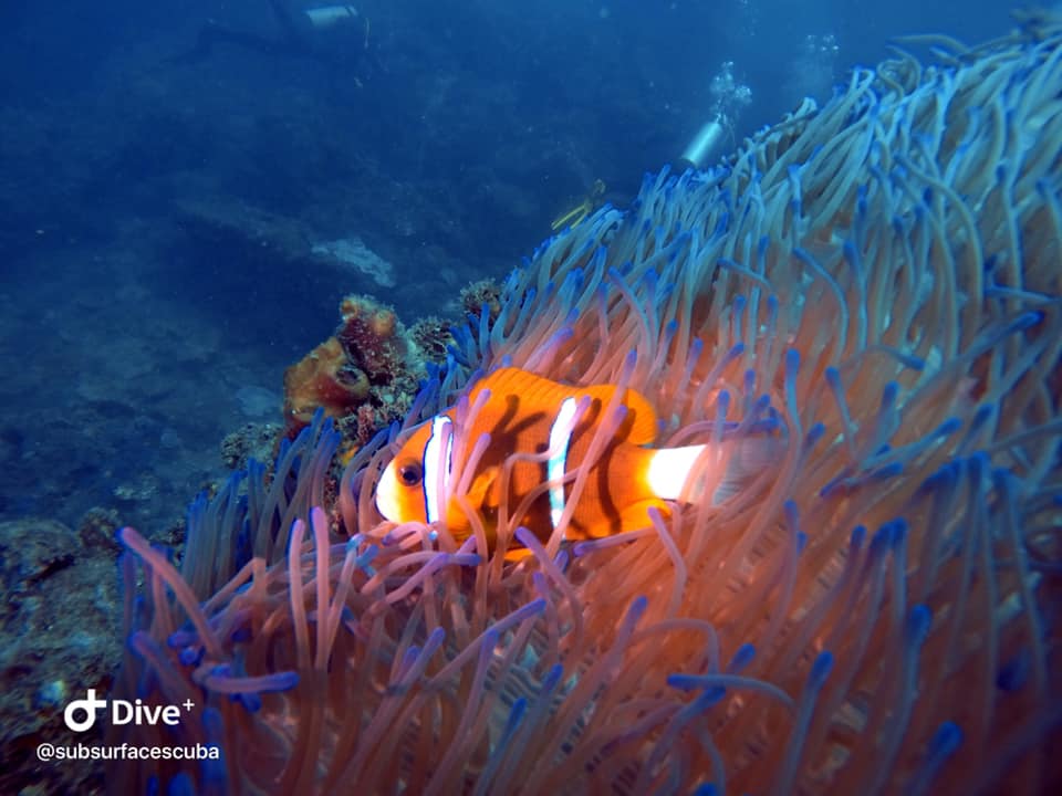 Sunshine-Coast-Reef-Double-Dive-Australia-image