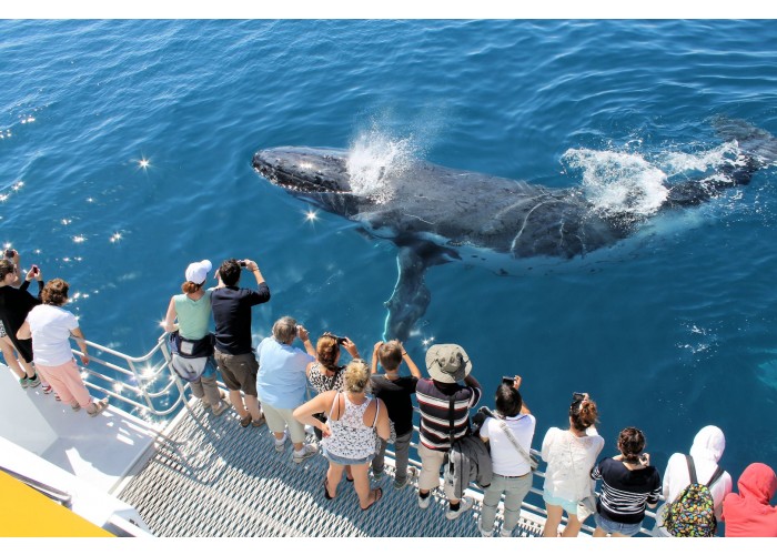 Spirit-of-Hervey-Bay-Whale-Watch-Australia-image