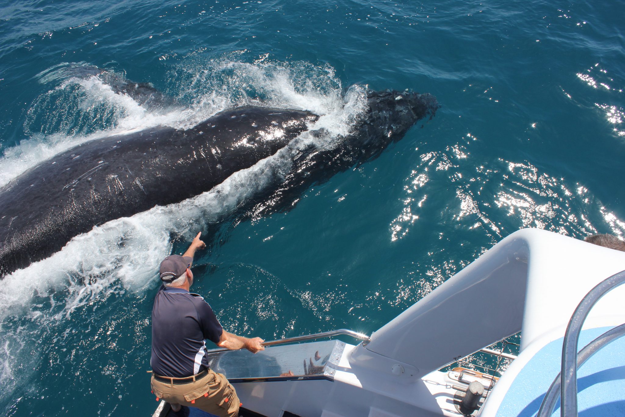 Freedom-Whale-Watch-Hervey-Bay-Australia-image
